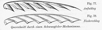 Originalzeichnung